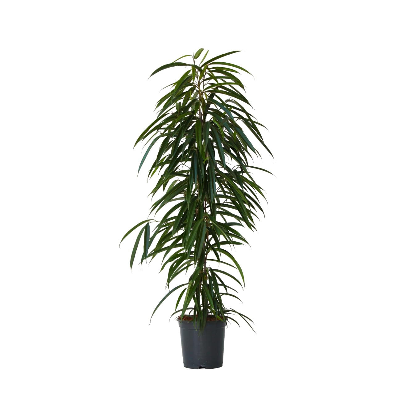 Ficus Binnendijckii Alii Figuier pleureur grande plante d'intérieur en pot de 21cm de diamètre