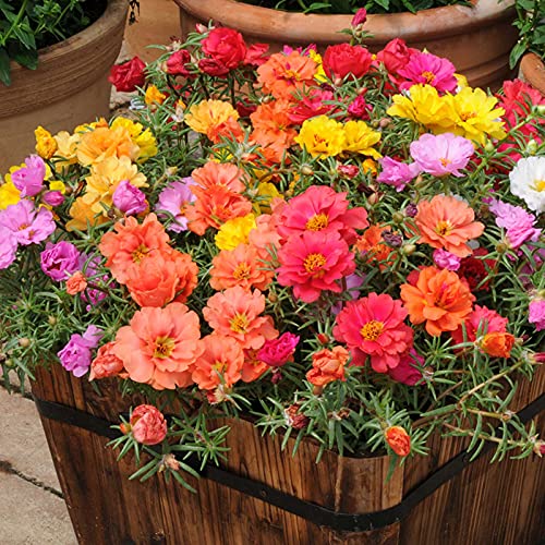 2000 Pcs Seeds Mix Moss Rose Seeds | Non-GMO | Mix Portulaca Seeds Fresh Garden Seeds, Portulaca Grandiflora Seeds Gardeners Choice!