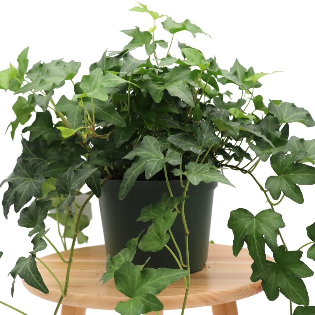 Amazon.com : American Plant Exchange English Ivy 'Needlepoint' – 6