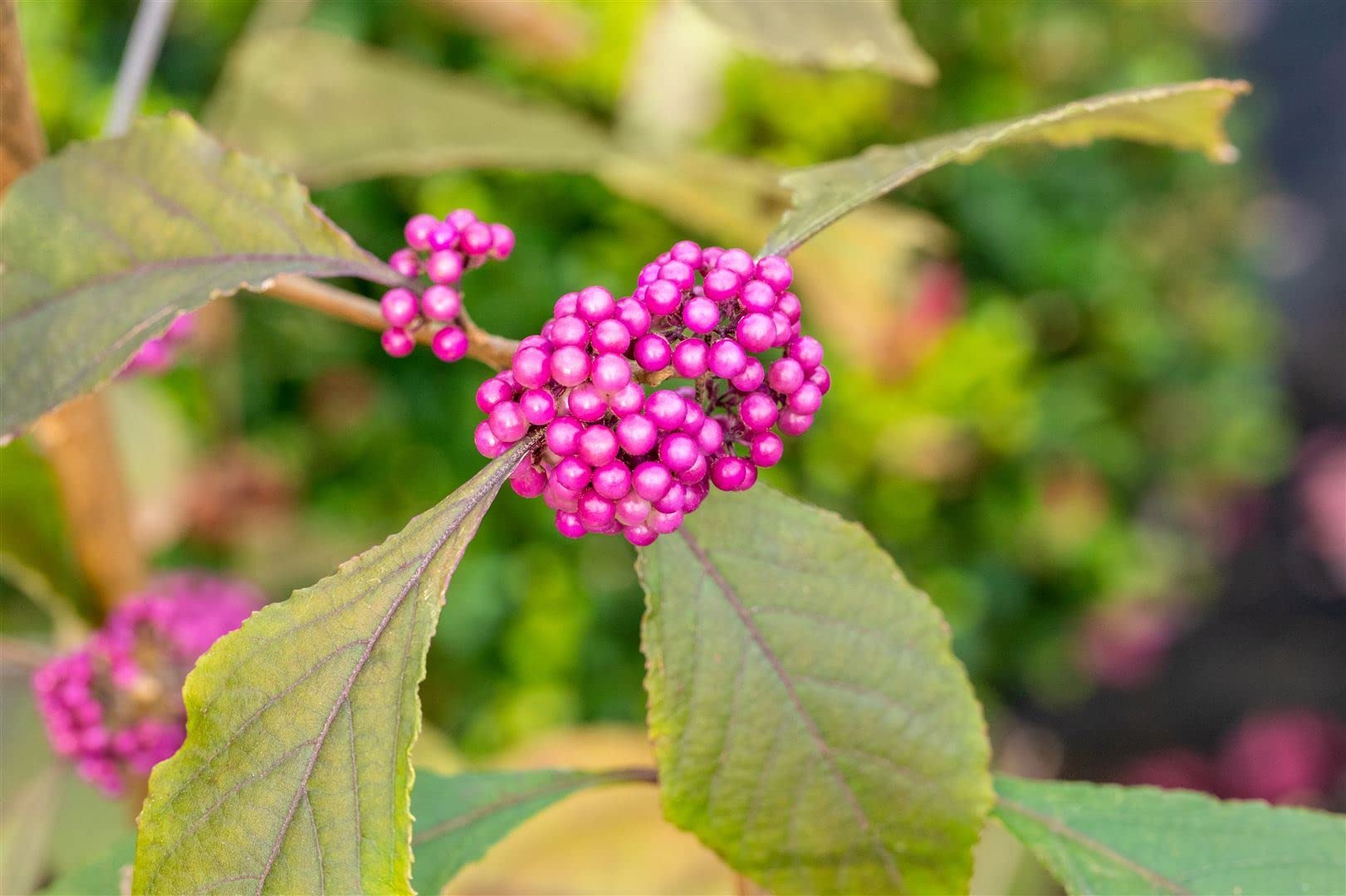 Liebesperlenstrauch Callicarpa bodinieri Profusion 125-150 cm winterhart