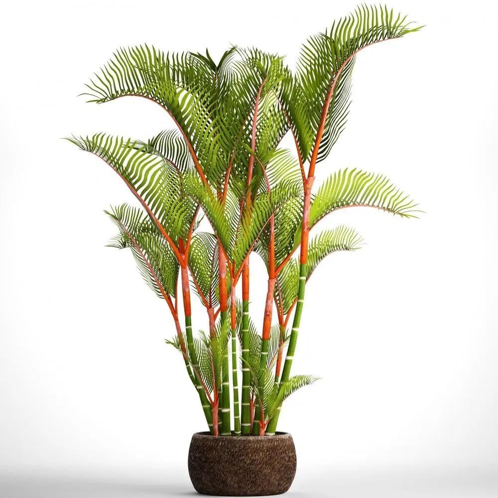 Al Falah Gardens Red Lipstick Palm Live Plant (B0CLB9C2L6) Amazon Price History, Amazon Price Tracker