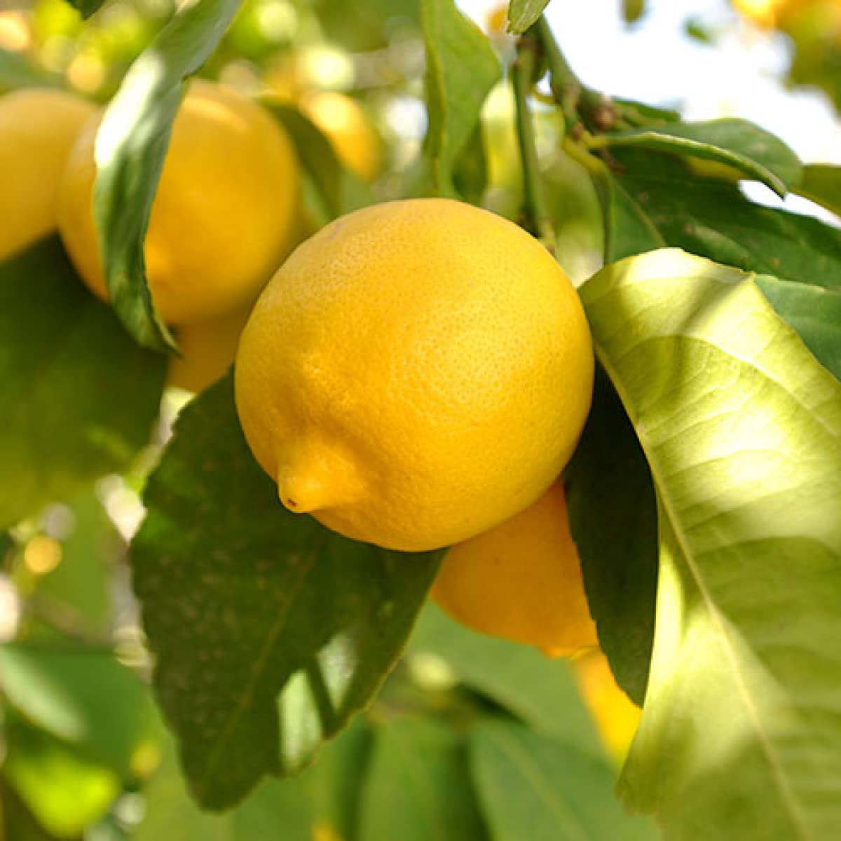 Florona Rare Hybrid Lisbon Lemon bright yellow when mature 1 Healthy Live Seedling Plant (B09ZB3X19K) Amazon Price History, Amazon Price Tracker