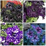 Rare Petunia Seeds for Planting - 300+ Beautiful Perennial Flowers Seeds Heirloom Vine, High Germination Rate Open Pollinated Seeds