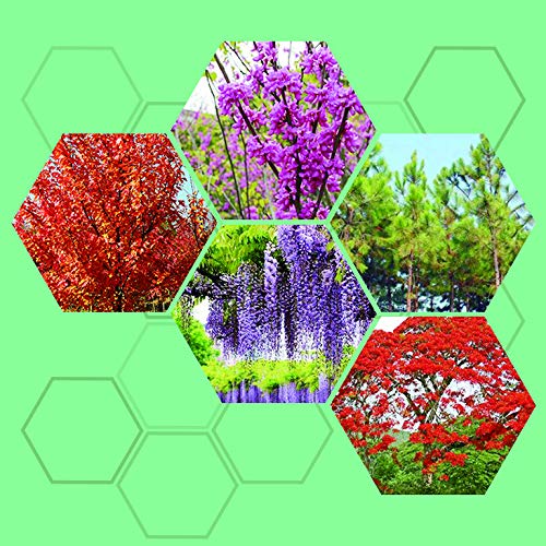 25Pièces Graines D'arbres Comprennent 5 Variétés De Pin Wisteria Bauhinia Red Maple Flame Tree Les Produits De Ce Paquet Peuvent Montrer Différents Paysages à Chaque Saison Cover