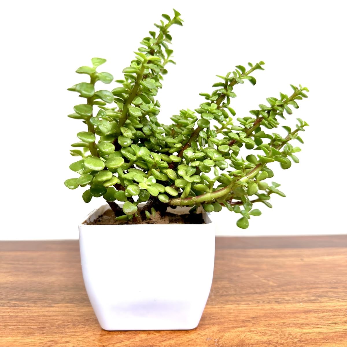Good Luck Jade Plant with Pot - Office Table or Home Decor (White Pot)