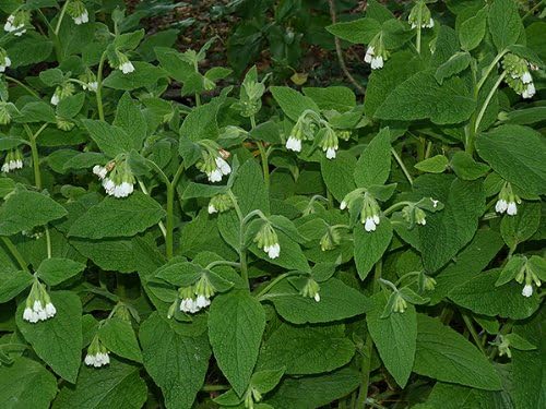Symphytum orientale, white comfrey, Great plant for woodland groundcover and shade