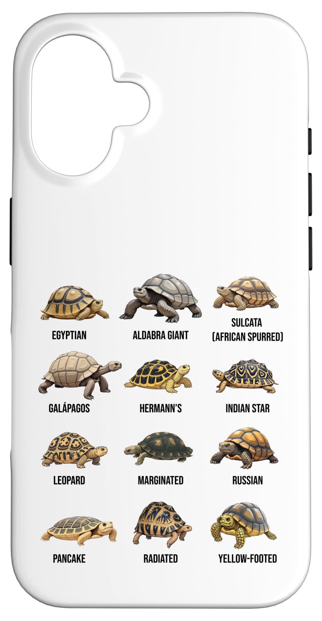 Amazon.com: Types of Tortoises Land Tortoise Species Educational