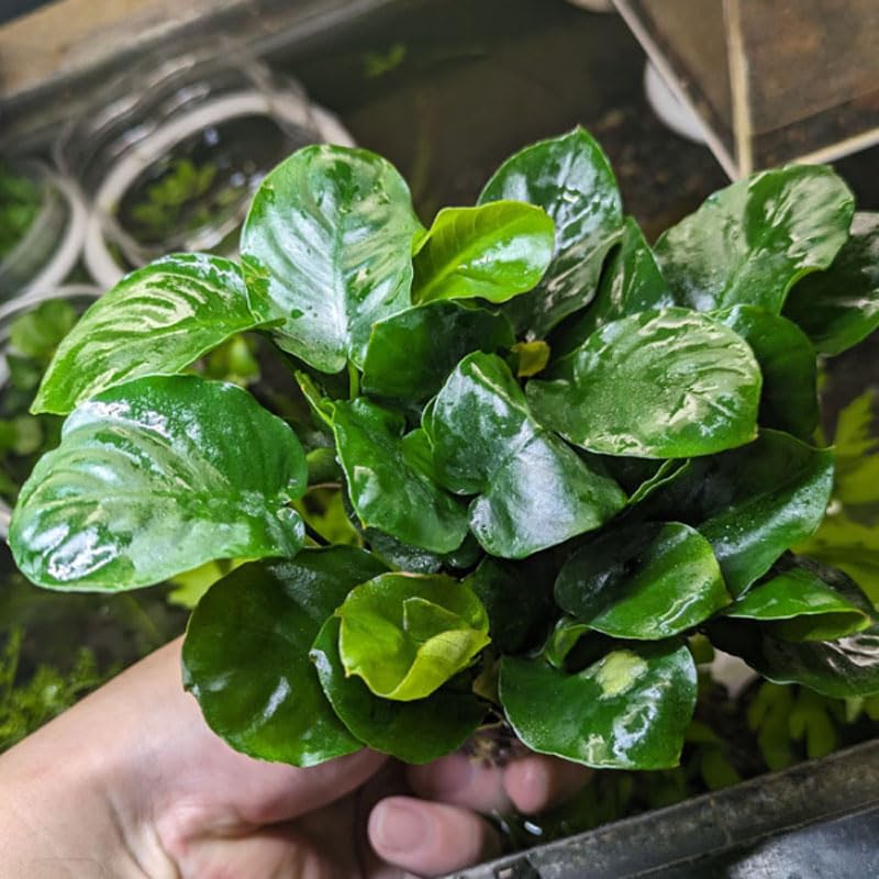 アヌビアス コイン