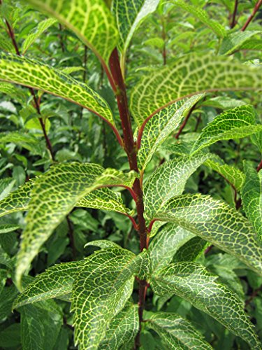 Kumson Variegated Forsythia Bush - Yellow Flowering Shrub - Live Plants Shipped 1 To 2 Feet Tall (No California) #TOP2