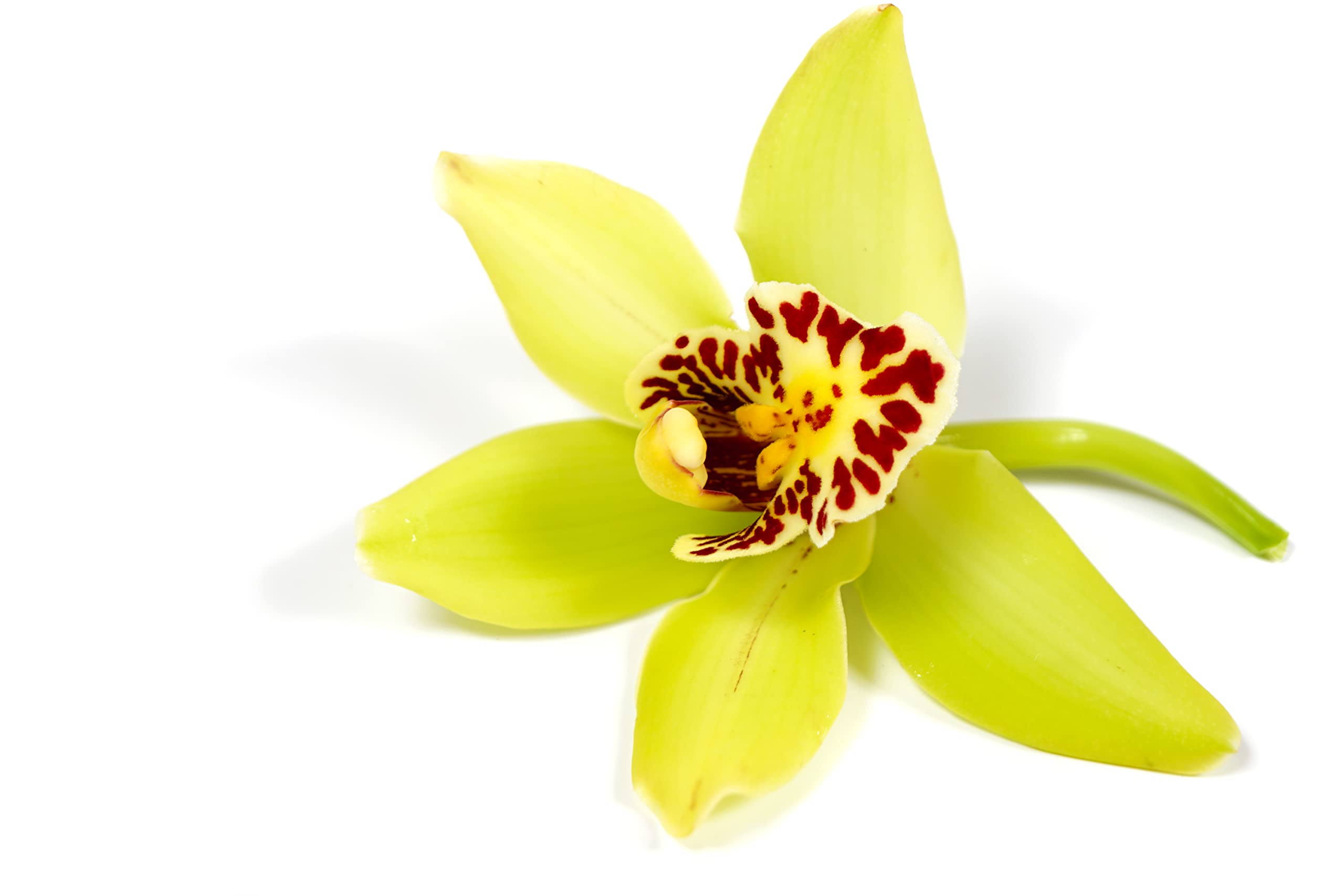 Verdecora Orquidea Cymbidium Extra | Flores perfectas para regalo | Cuidados sencillos ideal para principiantes | Planta natural de interior con flor en maceta de Ø14cm