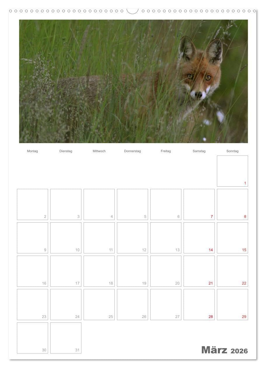 Rehe & Co/Planer (hochwertiger Premium Wandkalender 2026 DIN A2 hoch), Kunstdruck in Hochglanz: Wildlife Rügen/Deutschland (CALVENDO Tiere)