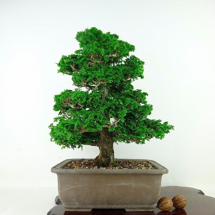 【時代古作品❗】唐木造　四方四脚　花台　茶棚　香炉台　盆栽台　水石台　盆栽　盆景 時代古作品❗】唐木造 四方四脚 花台 茶棚 香炉台 盆栽台 水石台