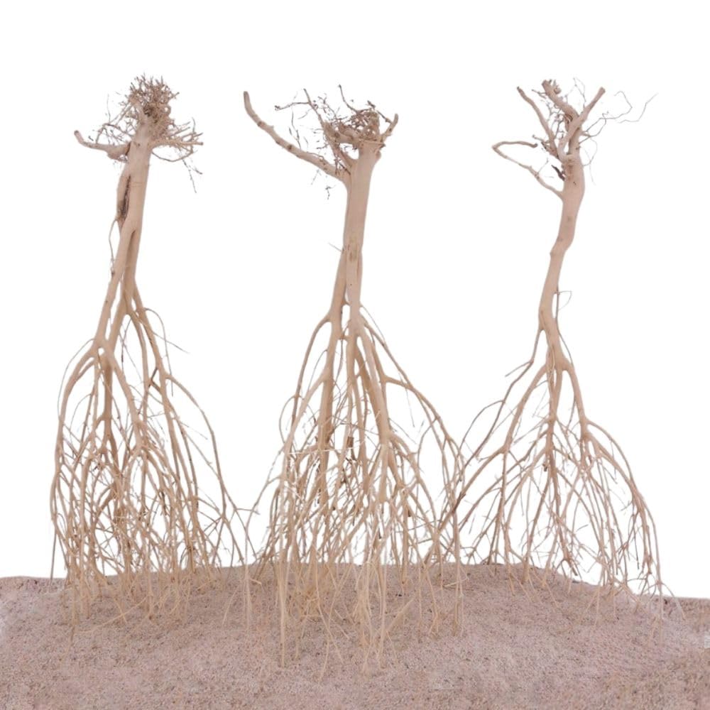 AquaOne Sahara Wurzel 3 Stück 25-35cm Aquarium Wurzel Holz Deko Aquascaping Dekoration Landschaft Moorkien Moorwood Redwood Mangrove Moos Natur Echtholz