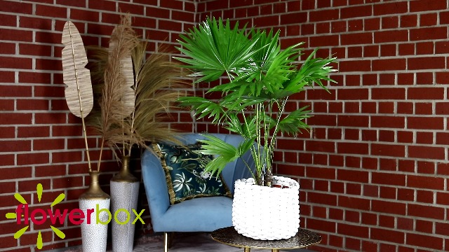 drachenbaum 160 cm Drachenbaum – Dracaena Marginata 160cm – Ø27cm – Zimmerpflanze mit