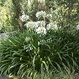 Van Zyverden Agapanthus White Set of 3 Roots