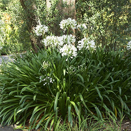 Van Zyverden Agapanthus White Set of 3 Roots