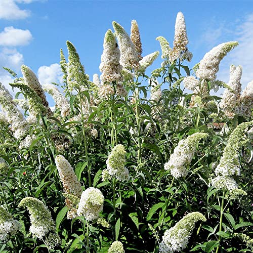 Qauzuy Garden 150 Seeds Multi-Color Butterfly Bush Seeds Buddleja Davidii Summer Lilac Orange Eye Shrub Bush Seeds- Perennial Striking Privacy Screen- Easy To Grow #TOP3