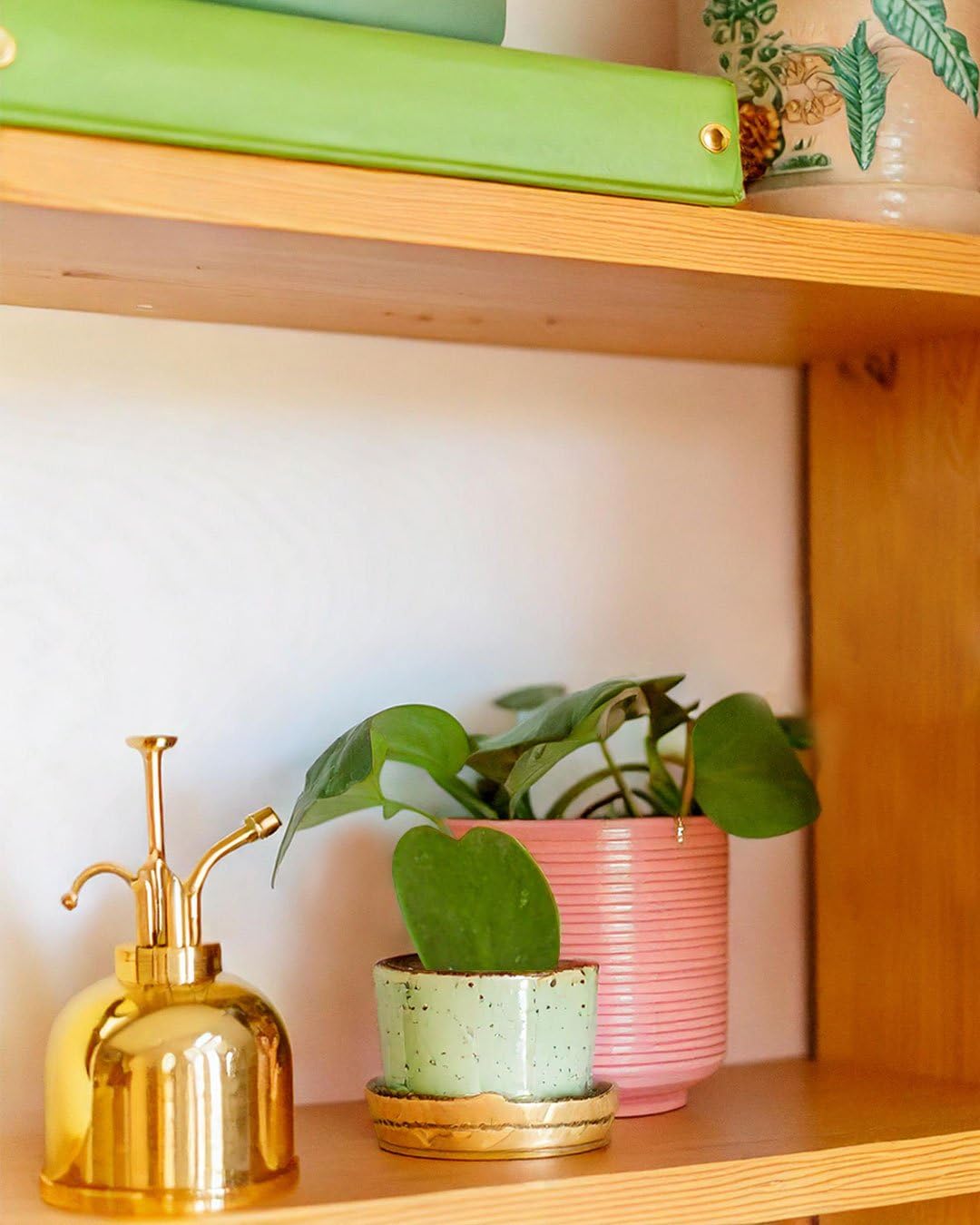 PUR PLANT Hoya Kerrii Mini | Planta Corazón Natural Pet Friendly | Planta de Interior Decorativa | Maceta de Ø6 cm