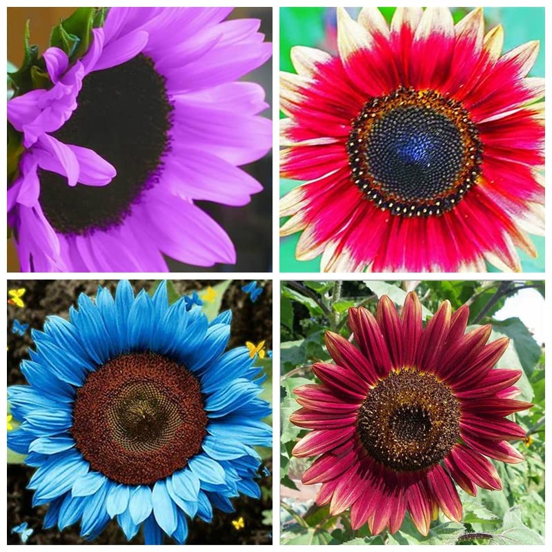 Winterhart Sonnenblume, Gemischte Farben, Lange Blütezeit, Riesen Sonnenblumen, Farbtraum, Magic of Nature, 500pcs-j