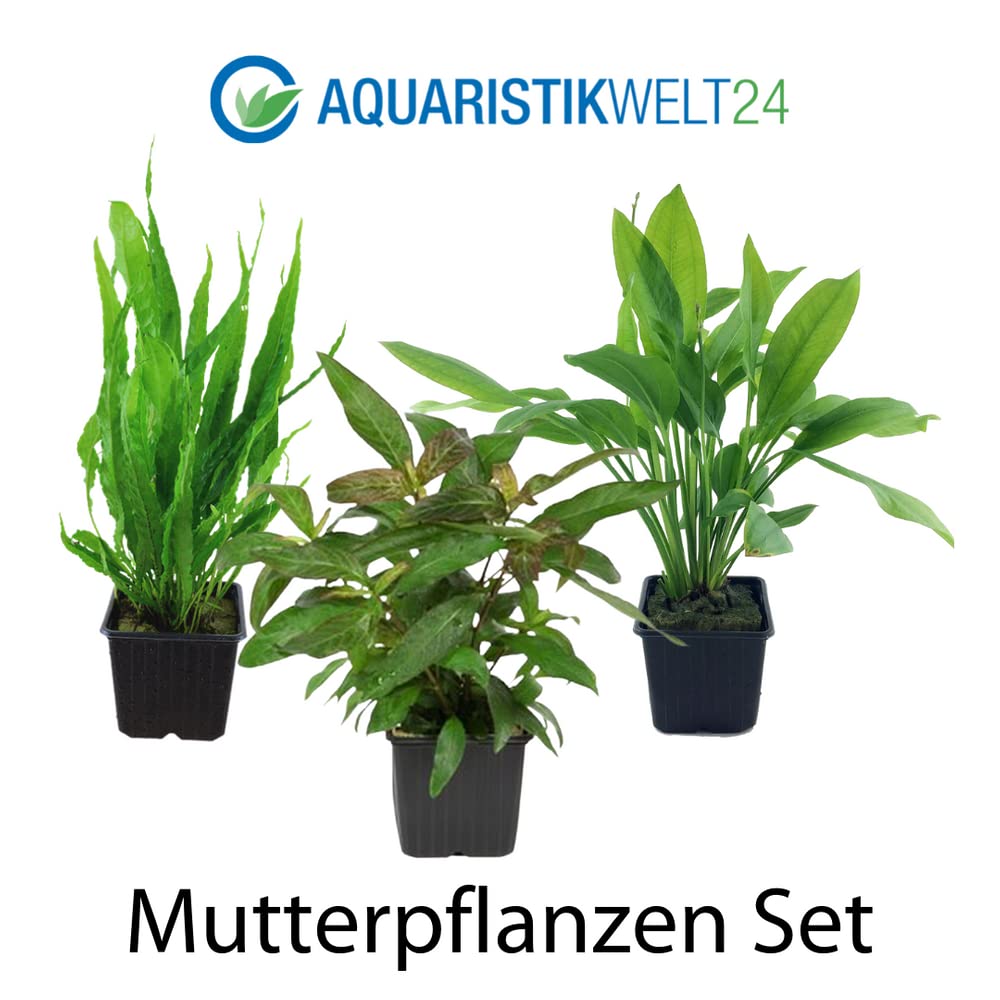 AquaOne Piante per acquario, 3 piante nutrite XL, pianta madre per acquario, ecinodorus Grisebachii Microsorum pteropus Hygrophila corymbosa I Set con 3 piante acquatiche