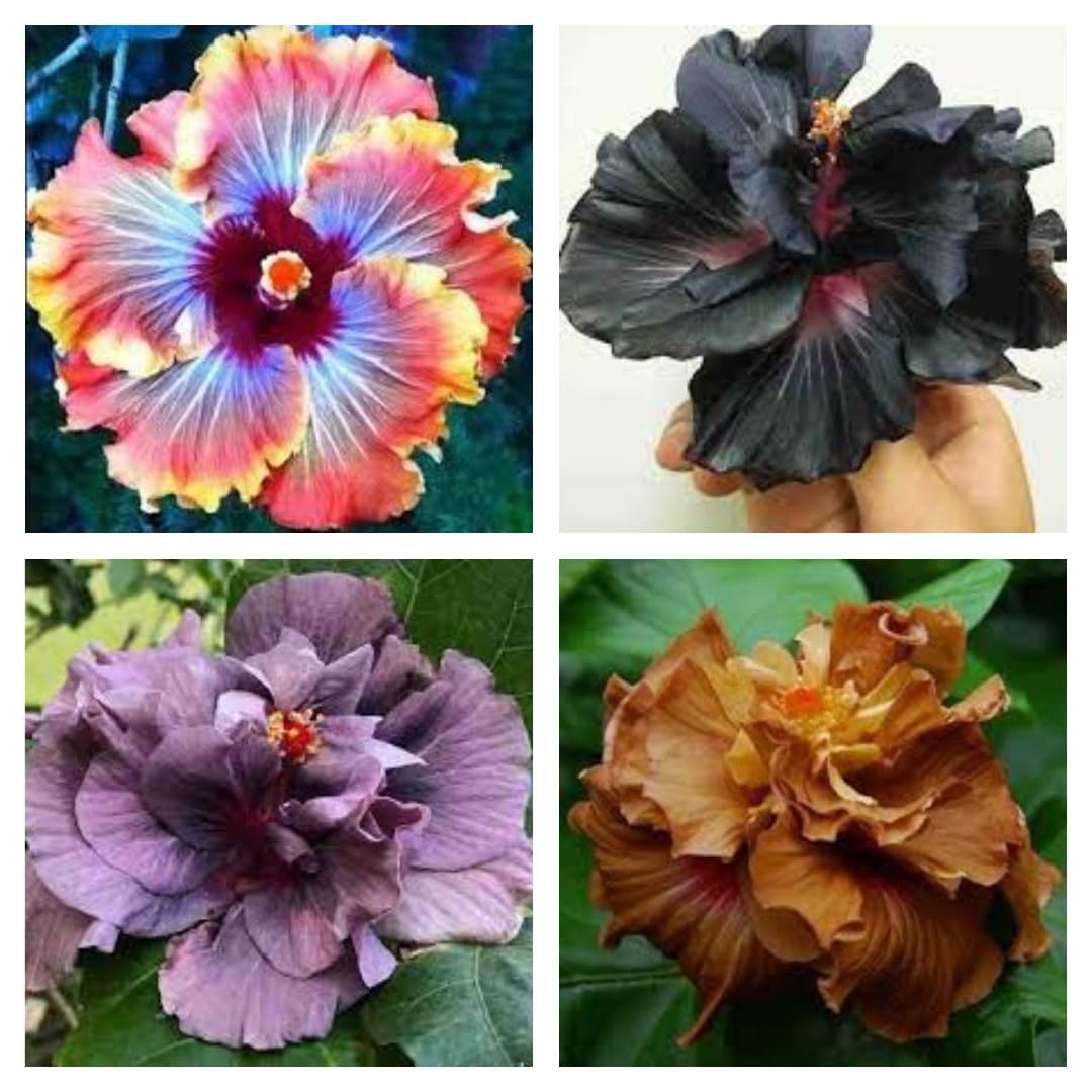 Hybrid Hibiscus Live Plants - Combo Pack of 4 Mixed Color