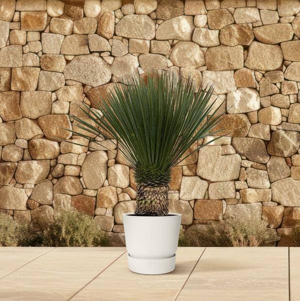Yucca Rostrata 100 cm – Ø 38 cm – egzotyczna roślina pustynna z niebiesko-szarymi liśćmi – łatwa w pielęgnacji roślina pokojowa i doniczkowa do salonu, na taras i do ogrodu