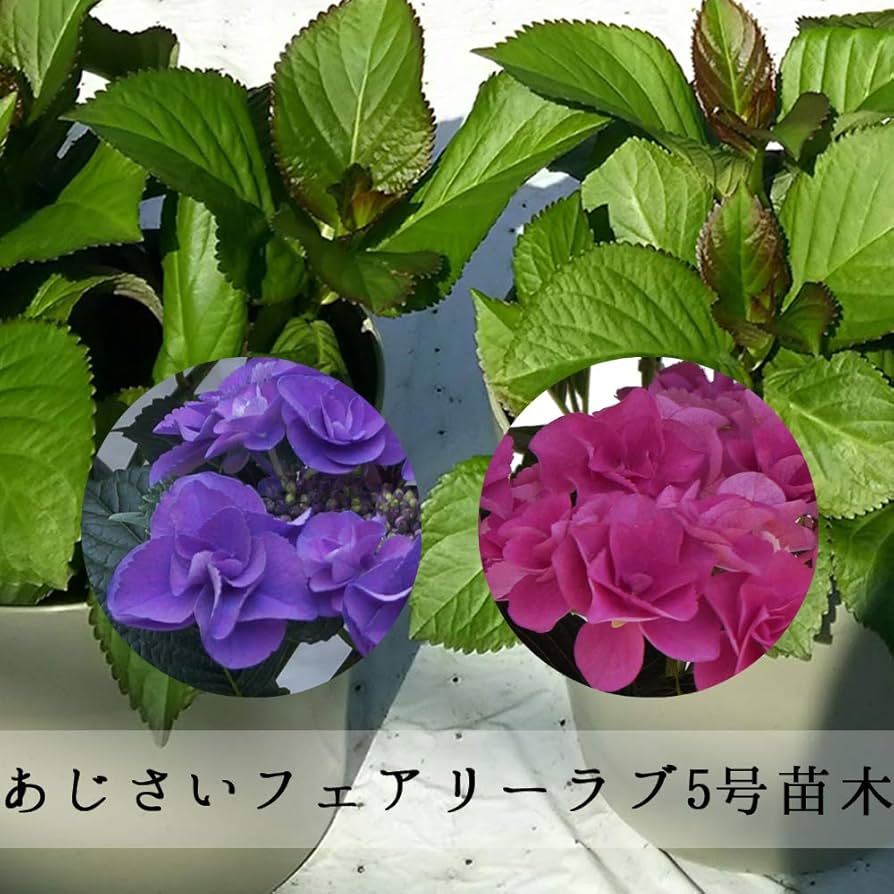 欄&空さま 輸入アジサイ苗 欄&空さま 輸入アジサイ苗 欄&