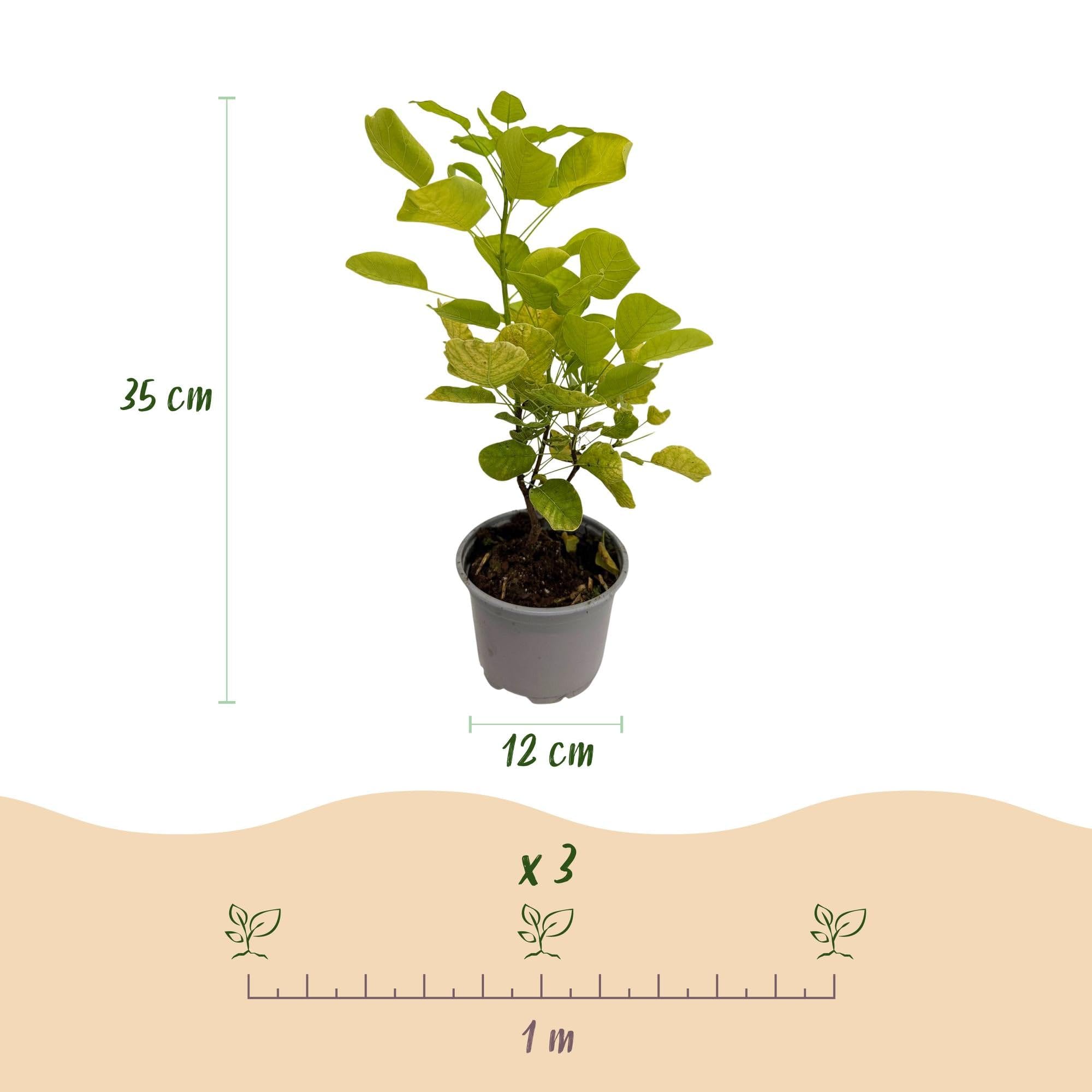 Cotinus coggygria Golden Spirit – 3 rośliny – 12 cm – wysokość ok. 35 cm – liściasta peruka ze złotożółtymi liśćmi i przewiewnymi letnimi kwiatami – łatwa w pielęgnacji, na grządkę i taras