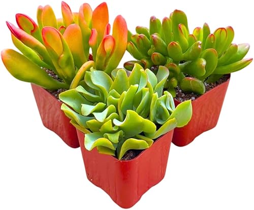 Miniatura 5 de Plantas suculentas Planta de jade vivo de 2 pulgadas, colección misteriosa, colección de iniciación de plantas de jade vivo, plantas suculentas