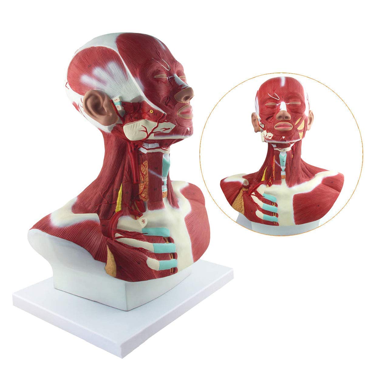 Modelo Anatómico Humano, Modelo De Anatomía Muscular Y Cervical, Identificación Digital, Modelos De Anatomía Humana.