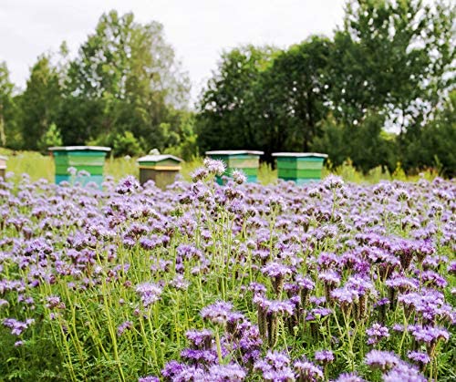Bodenkur Phacelia Bienenfreund - einjährige Gründüngung und Bienenweide Portion – Bild 3