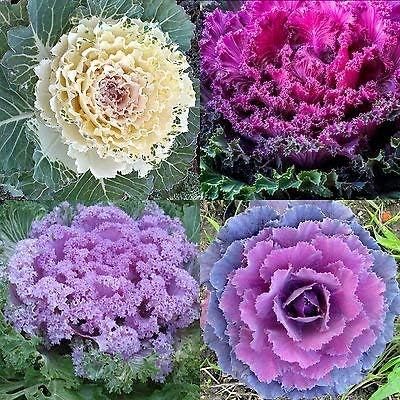 Details about 60 ORNAMENTAL KALE SEEDS Spring Brassica Oleracea Flowering Cabbage Non-Gmo USA