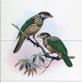 Tile Mural Tropical Birds White-Eared Catbird by Daniel Giraund Elliot Kitchen Bathroom Shower Wall Backsplash Splashback 2x2 4.25" Ceramic, Matte