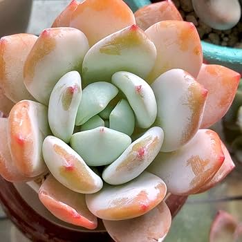 Amazon.co.jp: ジェリー系 冷香モンロー 大株 多肉植物 韓国苗 ラスト3