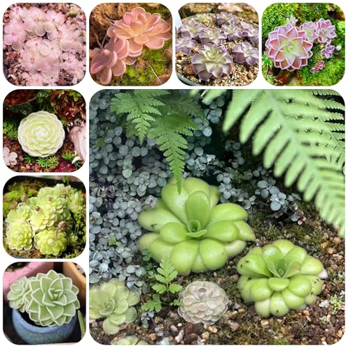 semillas de plantas de butterwort, semillas de plantas carnívoras semillas de flores semillas de plantas de jardín de interior Plantación de montaña Flores ornamentales flores reales 20pcs