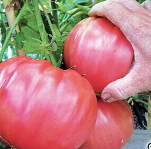 Tomato Brandywine Pink 25 Seeds Heirloom Vegetable Garden Giant 800g Big Fruit