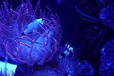 Review Image by Michael Michael