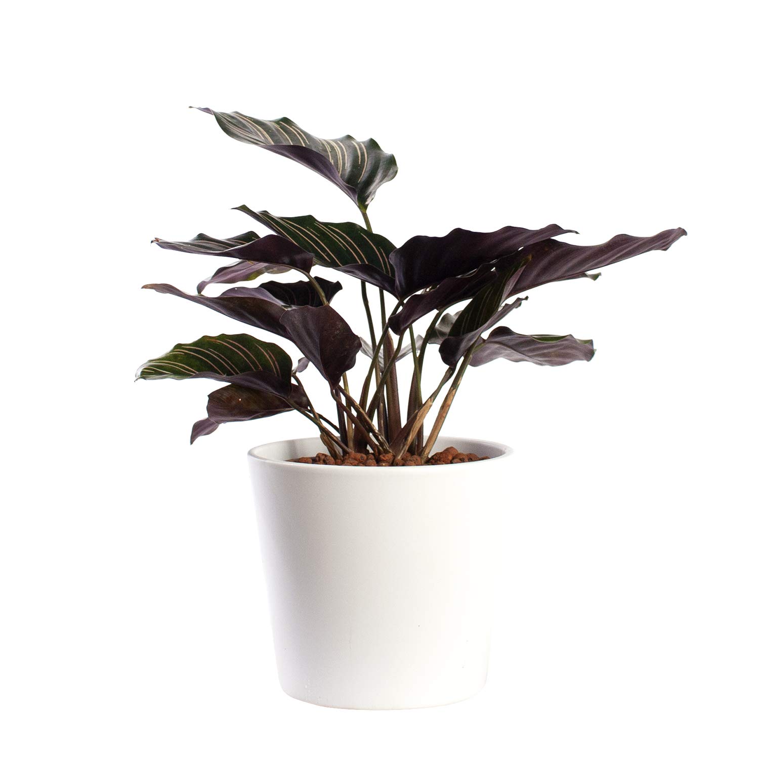 Leicht zu pflegende Zimmerpflanze in Hydrokultur von Botanicly: Korbmarante   in Hydrokulturtopf wei  Hhe: 30 cm  Calathea Ornata : Amazon.de:  Garten