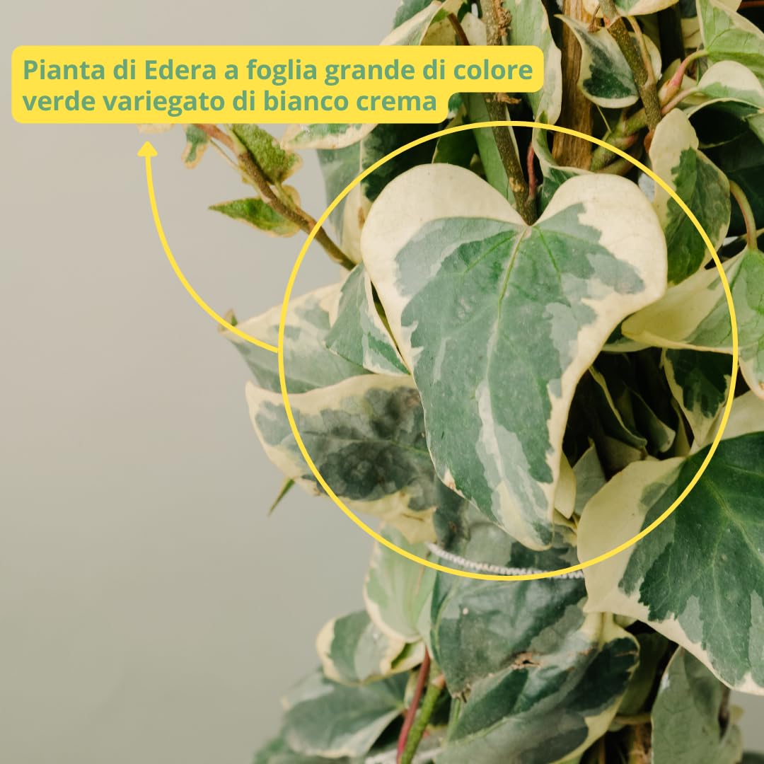 Hedera Algeriensis Glorie de Marengo | Edera Rampicante da Esterno in Vaso 19 cm, Altezza 150 cm | Piante da Giardino, Rampicanti da Esterno, Concimazione 6 Mesi con Plantì