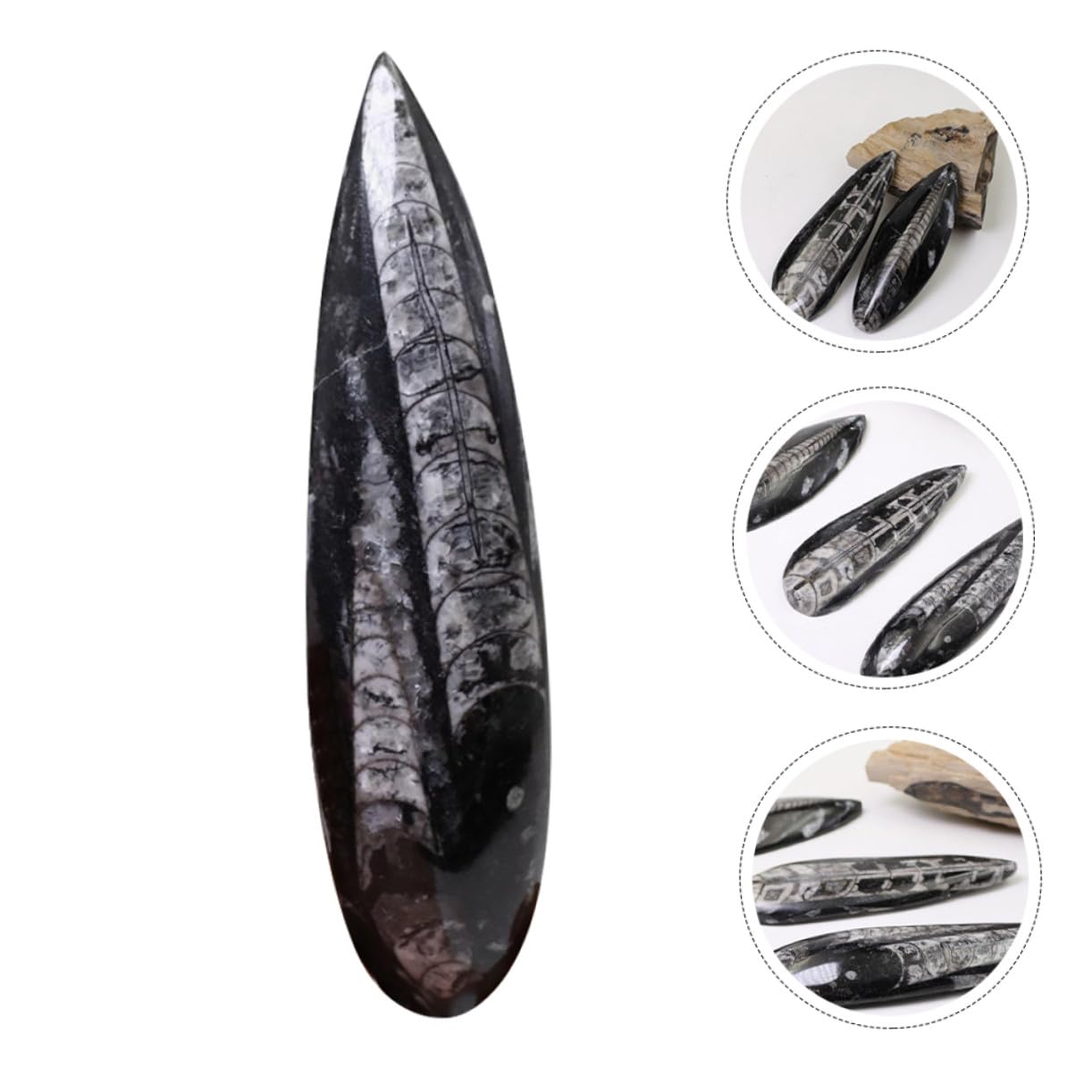 ORFOFE Modelo Fósil de Orthoceras Negro de Mineral para Decoración y Desarrollo Creativo en Laboratorio de Ciencia y Colecciones Paleontológicas para Día del Niño