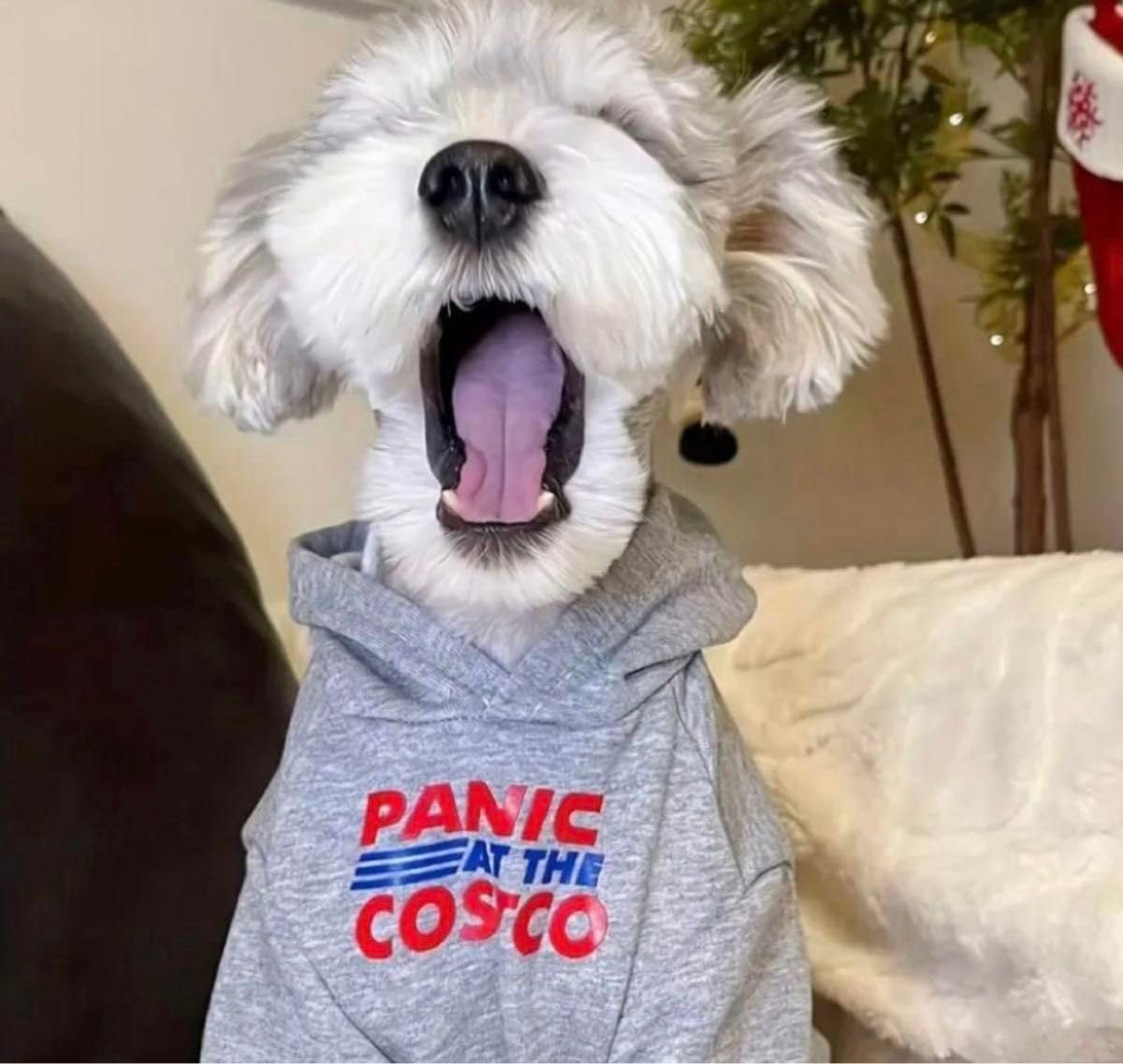 Amazon.co.jp: コストコ Costco 犬服 韓国レア ロゴパーカー フード