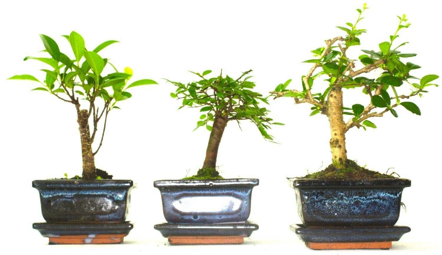 Bonsai Tree Mix/Collection - 2 or 3 Trees Including Ceramic pots and drip Tray