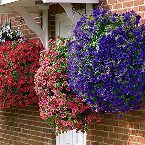 Creative Farmer Flower Seeds : Petunia-Mixed Suitable For Terrace Gardening Grow Bag (5 Packets) Garden Plant Seeds (B077J7C97P) Amazon Price History, Amazon Price Tracker