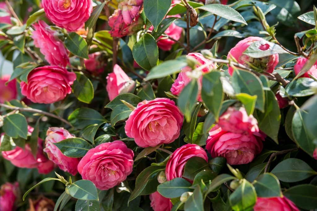 Online Plant Bazar Camellia japonica Camellia Flower Live Plant (B0BZJPYDY8) Amazon Price History, Amazon Price Tracker