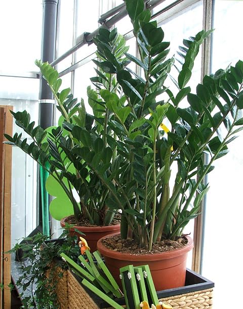 E B GARDENING Live Zamioculcas Raven/Black ZZ Plant (Zamioculcas zamiifolia) - Live Plant For Indoor Home & Garden-image-23