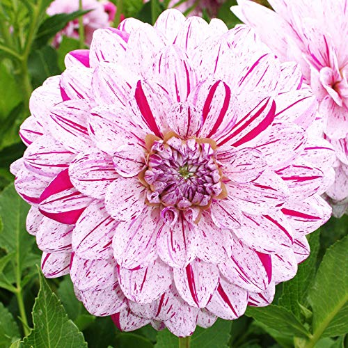 Smokey Decorative Dahlia Flower Bulbs