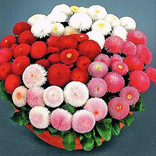 Miniatura 5 de Semillas English Double Daisy Bellis perennis Mix - Flores perennes para plantar - Sin OMG
