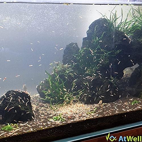 Amazon Atwell レッドビーシュリンプグレードmix 10匹 1匹補償サービス付き 生体 Atwell 観賞魚 水中生物 通販