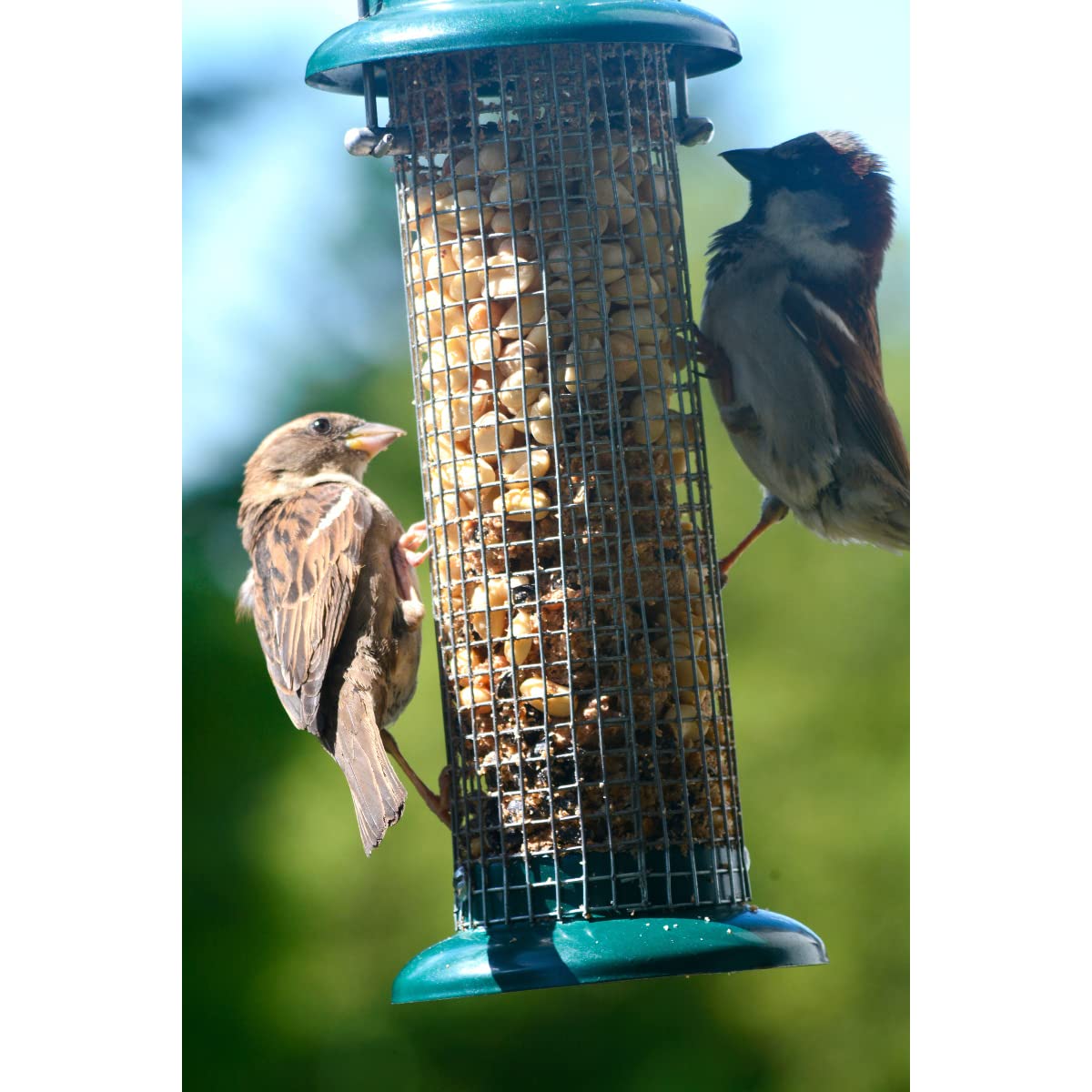 dobar® 11513 Compacte vogelvoederzuil met aanvliegstangen, wildvogelvoederdispenser voor noten, metalen vogelvoederstation, voederdispenser voor vogels in tuin/terras/balkon, 9,5 x 23 cm, groen dobar® 11513 Compacte vogelvoederzuil met aanvliegstangen, wildvogelvoederdispenser voor noten, metalen vogelvoederstation, voederdispenser voor vogels in tuin/terras/balkon, 9,5 x 23 cm, groen