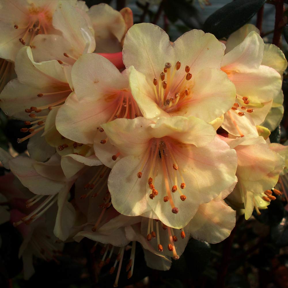 Thompson & Morgan Hardy Perennial Rhododendron ‘Barnaby Sunset’ Flowering Evergreen Dwarf Shrub, Potted Garden Plants Ideal for Cottage Gardens, Patio and Containers (1 x 3 Litre Pot)